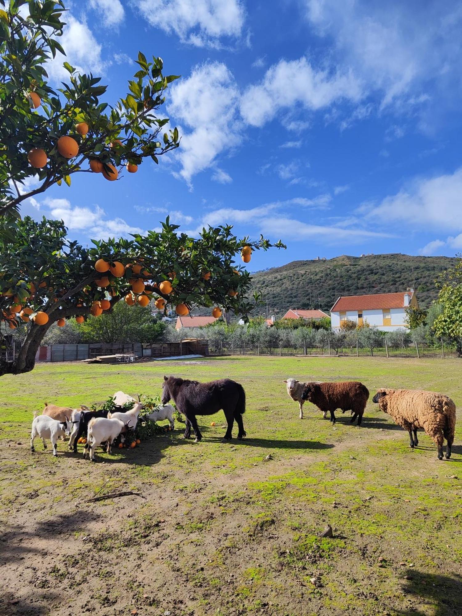 Quinta Da Ponte Das Hortas 3 Elvas Exteriér fotografie
